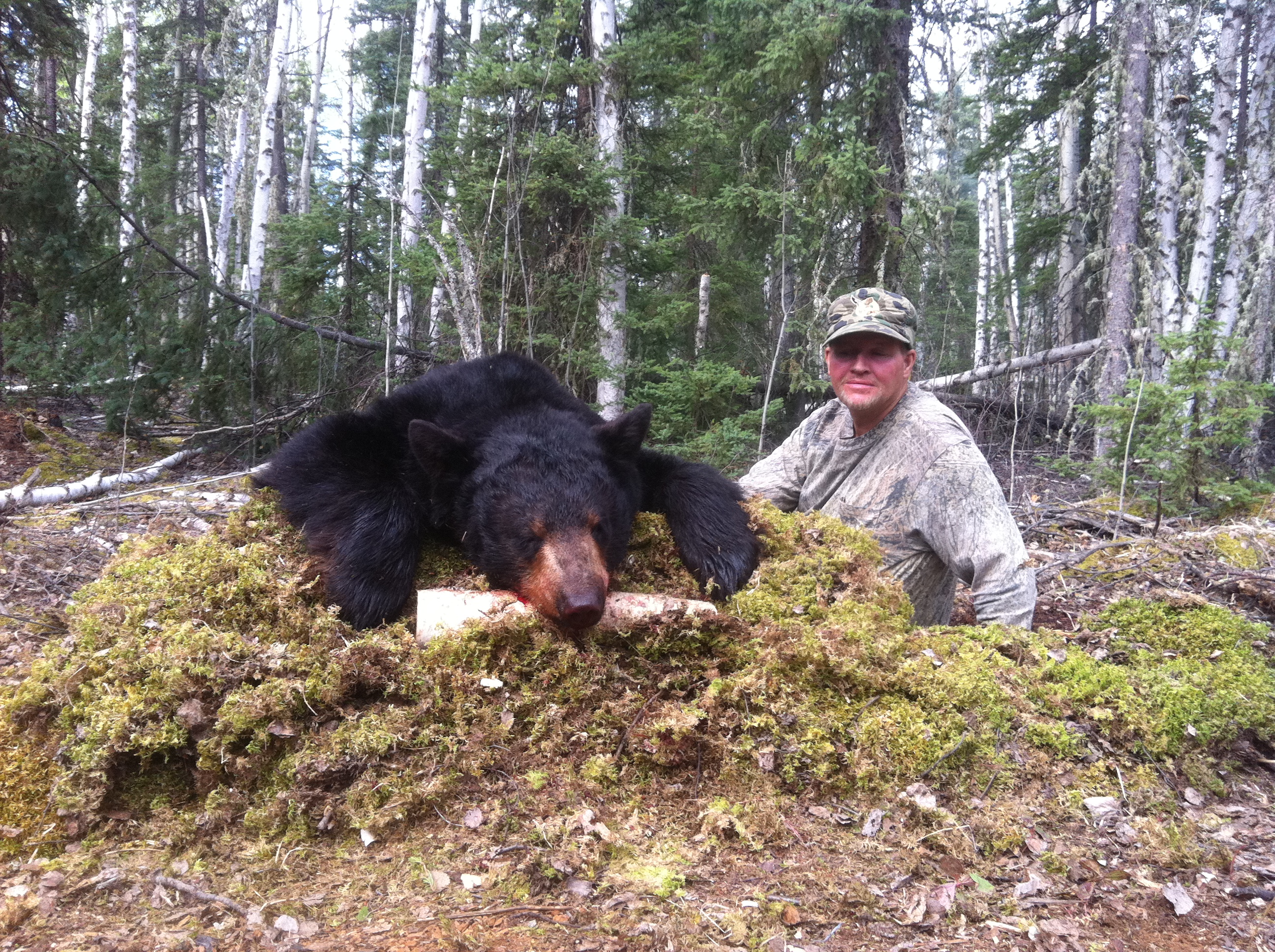 Alberta Canada Black Bear Hunting River Camp Wilderness Black Bear