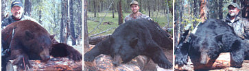 Alberta bear hunting guides