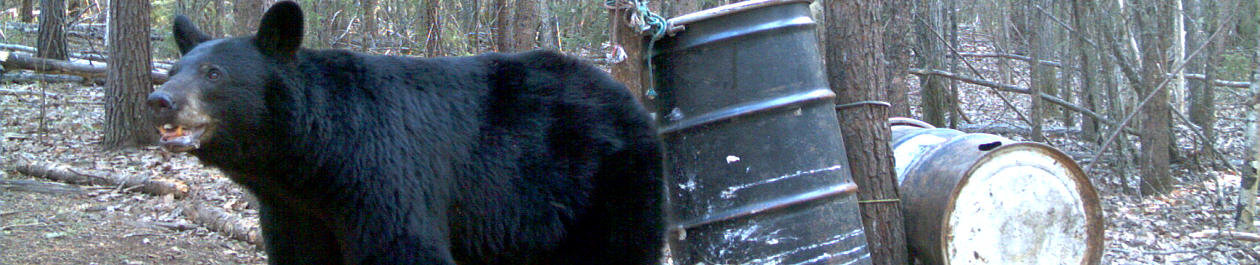 Alberta Canada Black Bear Hunting Trophy Book Outfitteres