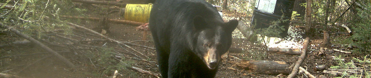 Alberta Canada Black Bear Hunting Trophy Book Outfitteres