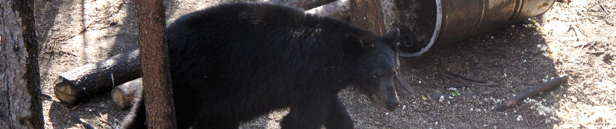 Alberta Canada Black Bear Hunting Trophy Book Outfitteres