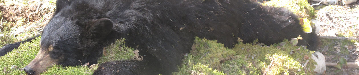 Alberta Canada Black Bear Hunting Trophy Book Outfitteres