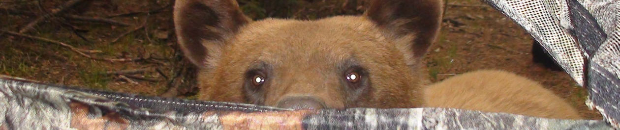Alberta Canada Black Bear Hunting Trophy Book Outfitteres